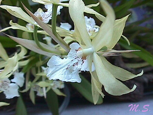 Miltonia flavescens